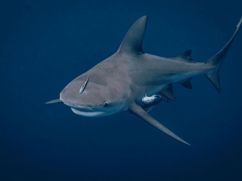 Bull sharks prefer shallow waters so it’s best to stay away from waters where these creatures are.