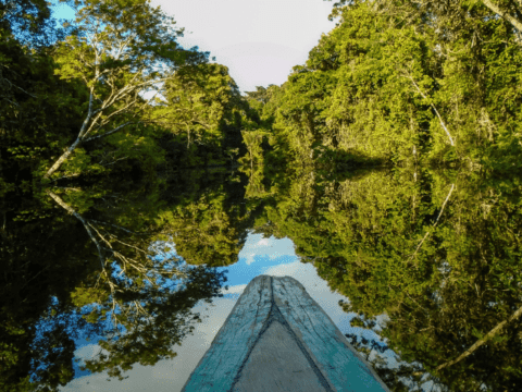 Can You Swim In The Amazon River? 10 Intriguing Facts